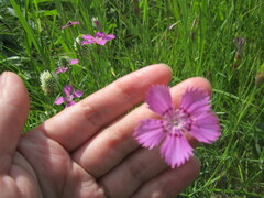 Dianthus chinensis