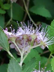 Spiraea japonica