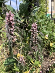 Leonurus quinquelobatus