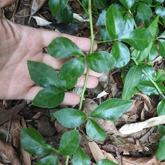 Eleutherococcus trifoliatus