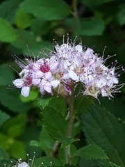 Spiraea japonica