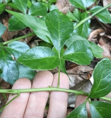 Eleutherococcus trifoliatus