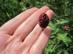 Sanguisorba officinalis
