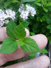 Spiraea japonica