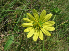 Silphium mohrii