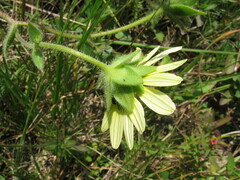 Silphium mohrii