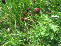 Sanguisorba officinalis