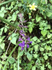 Salvia formosana