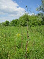Peucedanum alsaticum