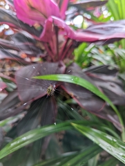 Gasteracantha fornicata