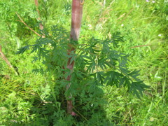 Peucedanum alsaticum