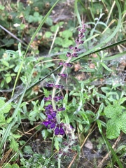Salvia formosana