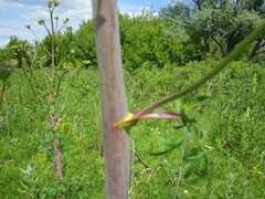 Peucedanum alsaticum
