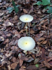 Leucocoprinus fragilissimus image