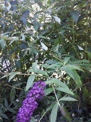 Buddleja davidii
