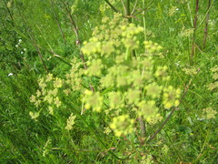 Peucedanum alsaticum