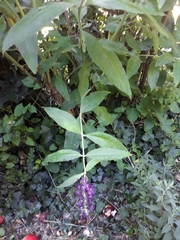 Buddleja davidii