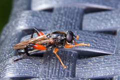 Chalcosyrphus valgus