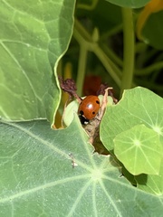 Coccinella septempunctata