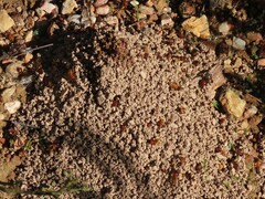 Microhodotermes viator