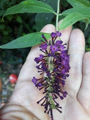 Buddleja davidii