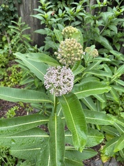 Asclepias syriaca