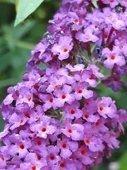 Buddleja davidii