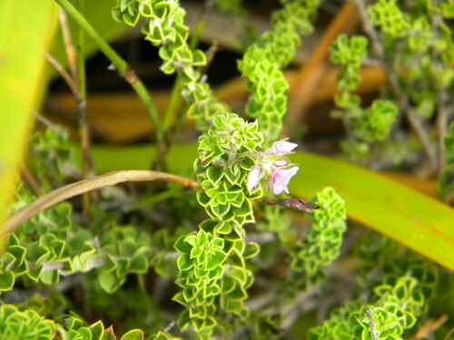 Image of Indigofera candolleana by no rights reserved
