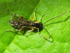 Olesicampe erythropyga