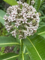 Asclepias syriaca