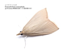 Eumorphobotys eumorphalis