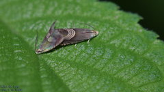 Grapholita delineana