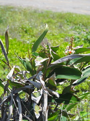 Alpinia koshunensis