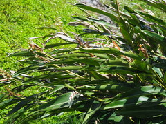 Alpinia koshunensis