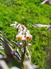 Alpinia koshunensis