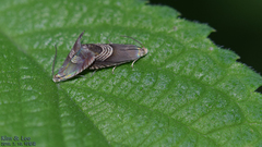 Grapholita delineana