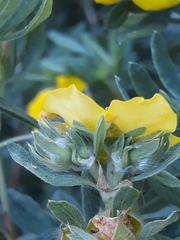 Dasiphora fruticosa