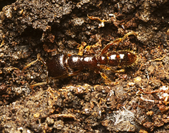 Amblyoponinae
