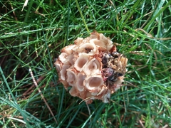 Nucifraga caryocatactes