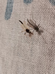 Microtendipes pedellus