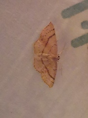 Cyclophora punctaria