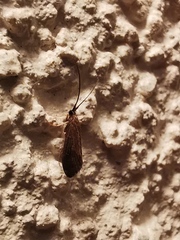 Limnephilus auricula