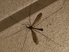 Tipula helvola