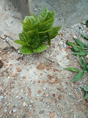 Magnoliopsida