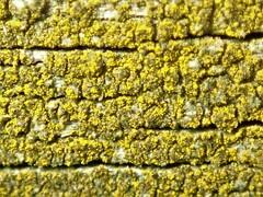 Candelariella xanthostigmoides