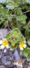 Euphrasia nankotaizanensis