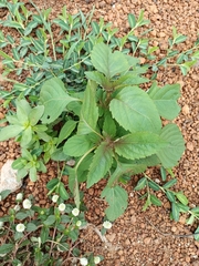 Magnoliopsida