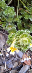 Euphrasia nankotaizanensis