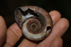 Pedinogyra rotabilis