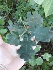 Quercus robur
